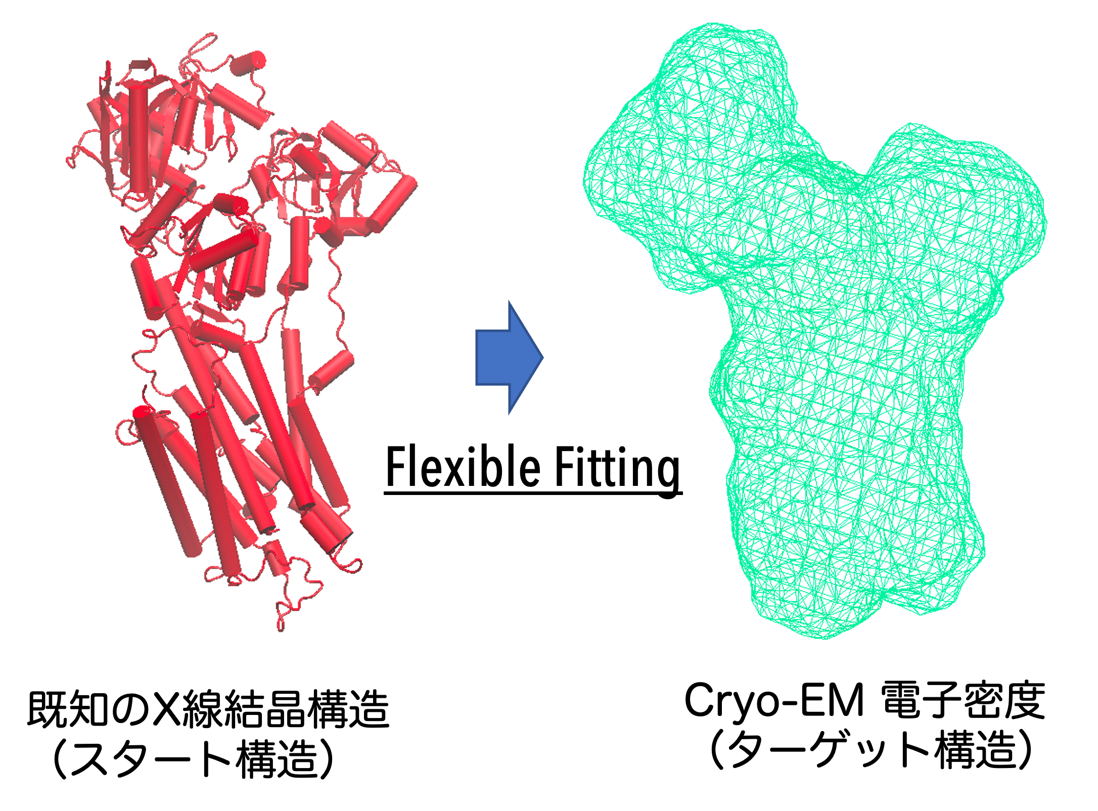 実験データを統合した新しい動的構造生物学