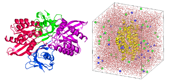 GENESISモデラによるタンパク質のモデリング